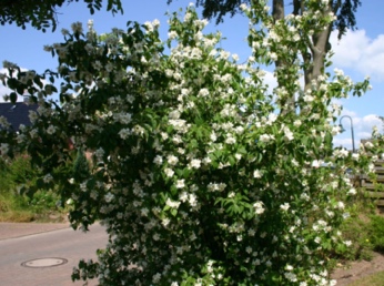 A tree with white flowersDescription automatically generated with medium confidence