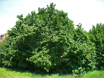 A large tree in a fieldDescription automatically generated with low confidence