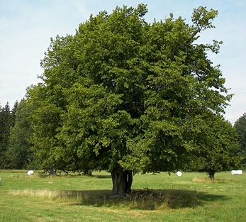 A large tree in a fieldDescription automatically generated with medium confidence