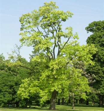 A group of treesDescription automatically generated with low confidence