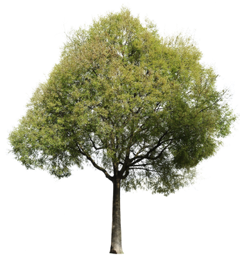 A picture containing tree, outdoor, plant, green

Description automatically generated