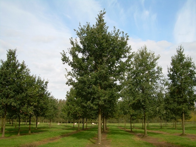 A group of trees in a field

Description automatically generated with medium confidence