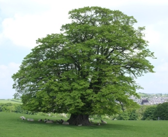 A large tree in a field

Description automatically generated with medium confidence