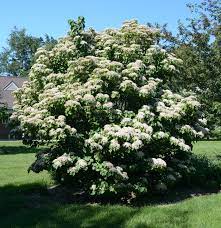 A tree with white flowers

Description automatically generated with medium confidence