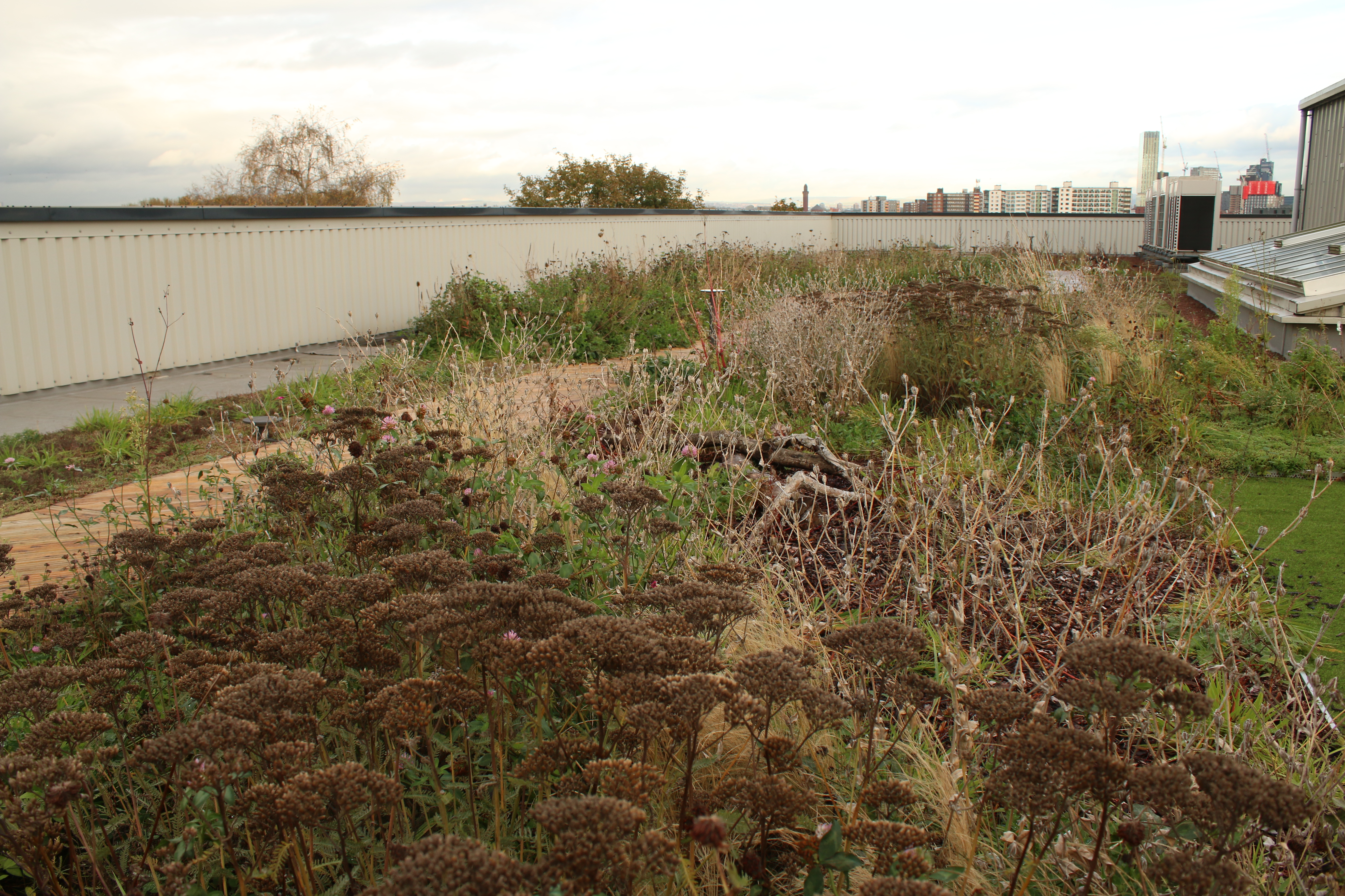 Green roof 