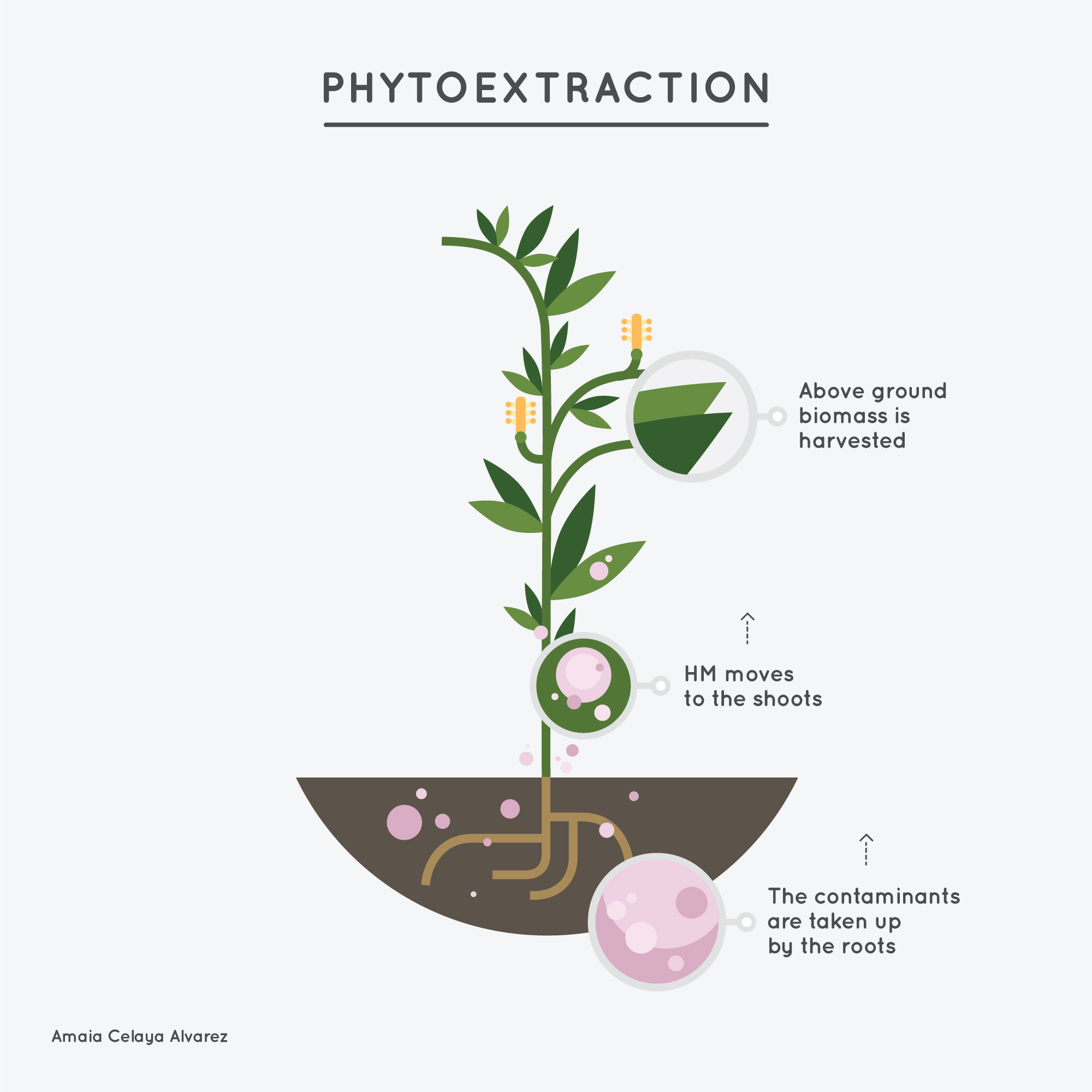 SPIRE Web Article 9 - Figure 4 - Phytoremediation