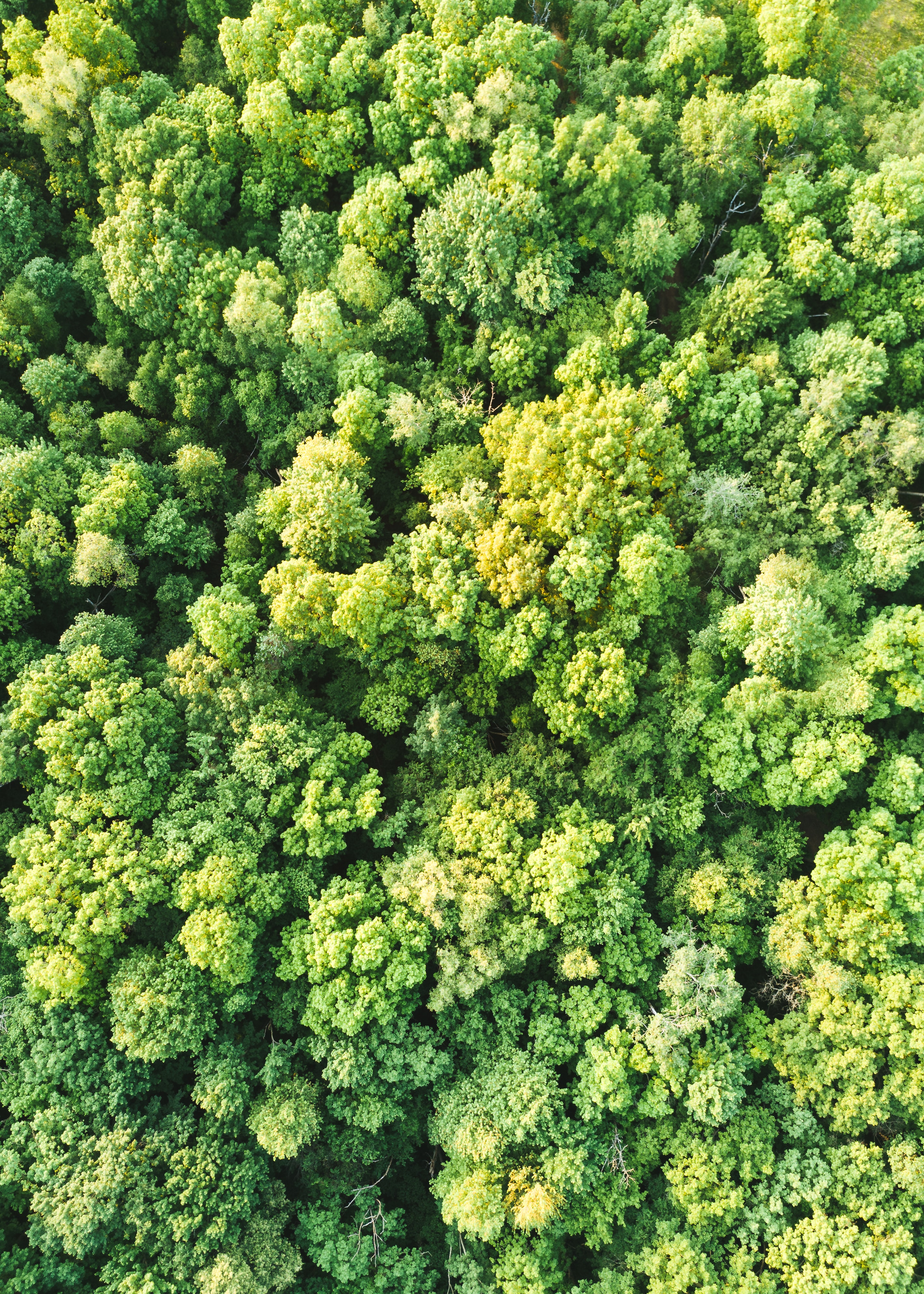 Tree canopy