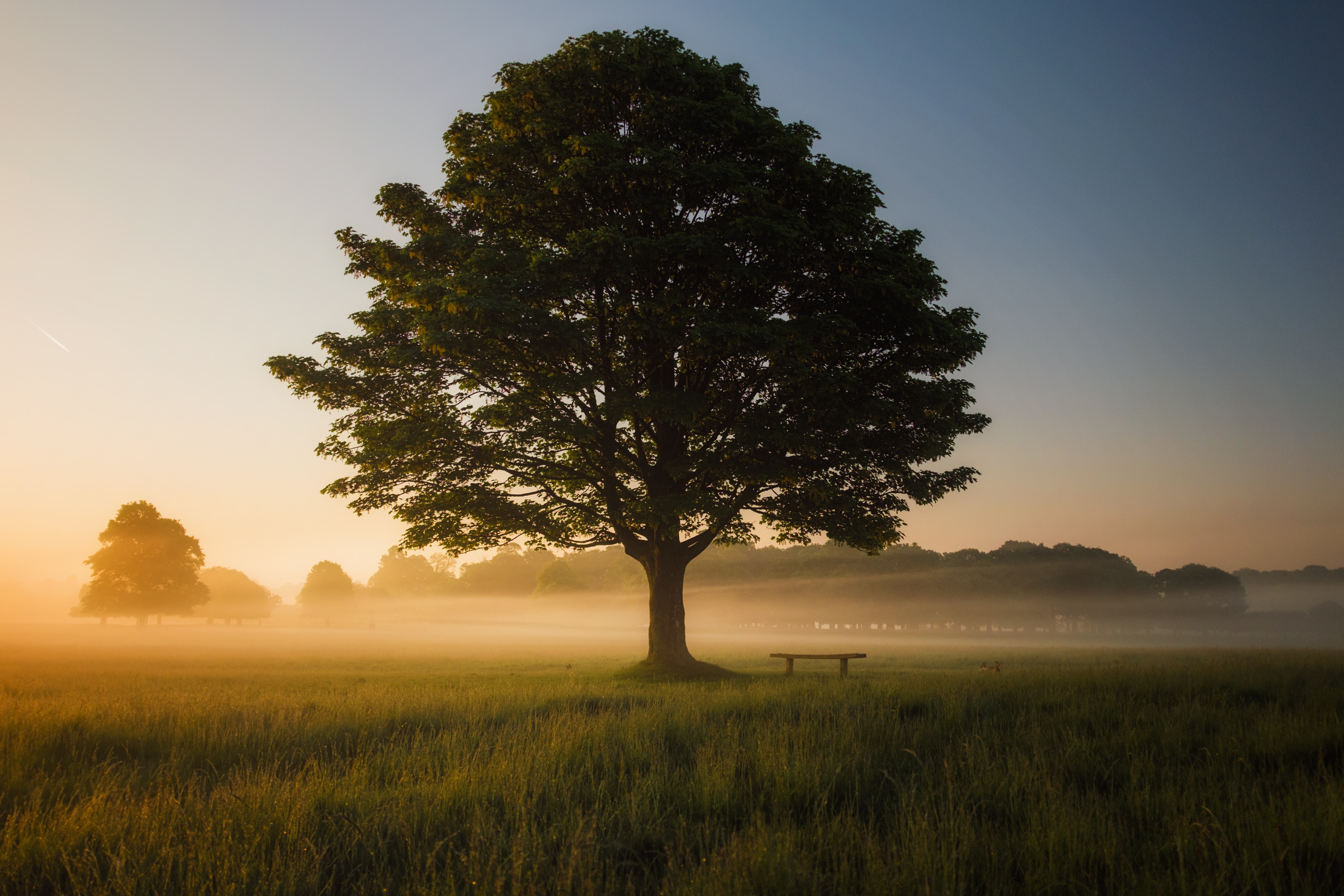 tree in haze