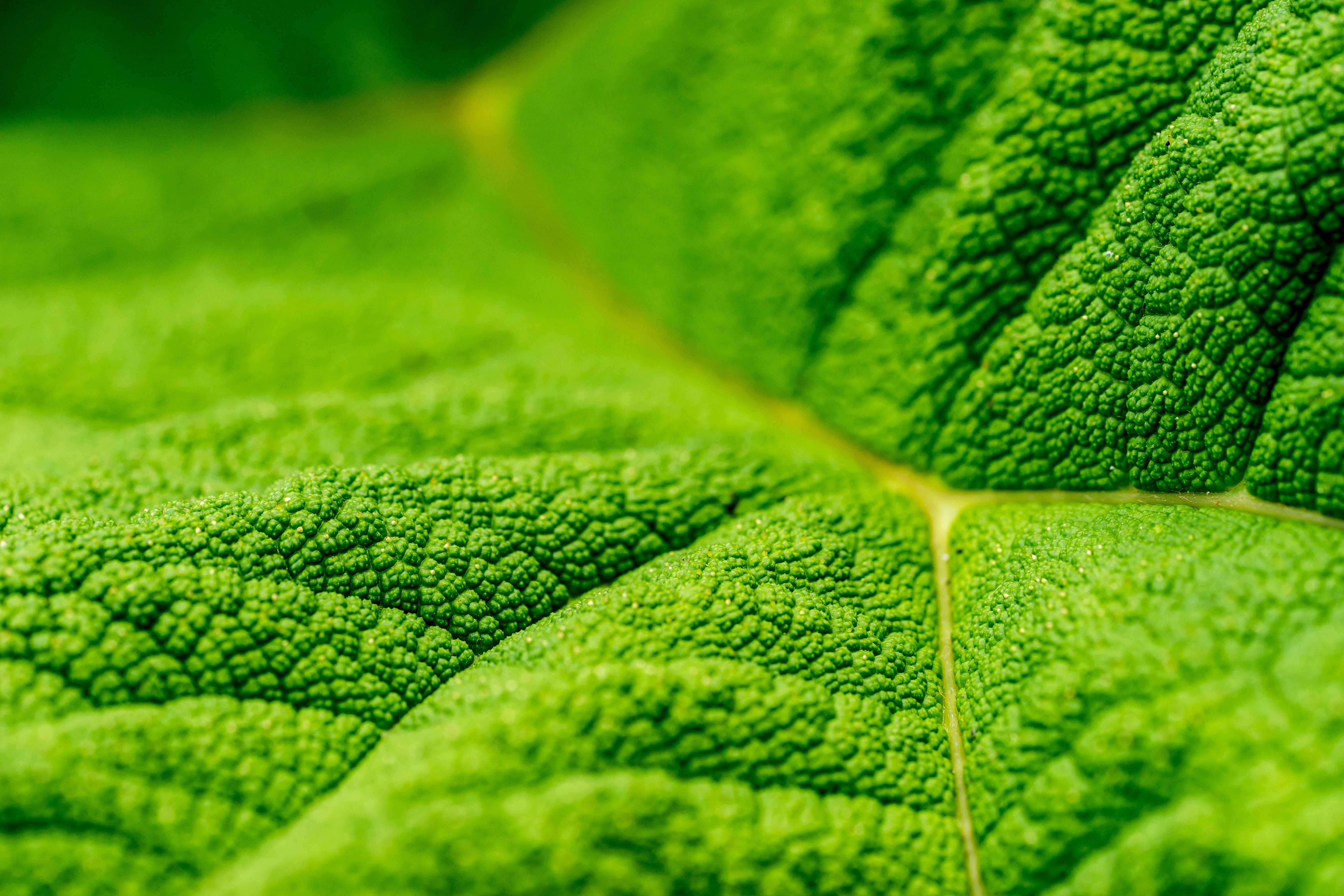 leaf surface