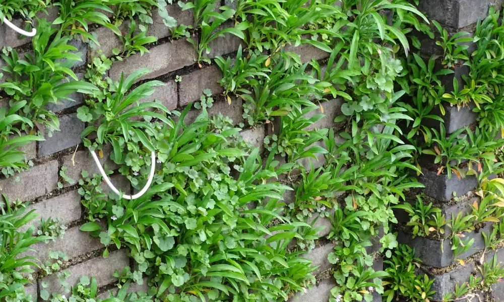 Plant grow on the drystackwall