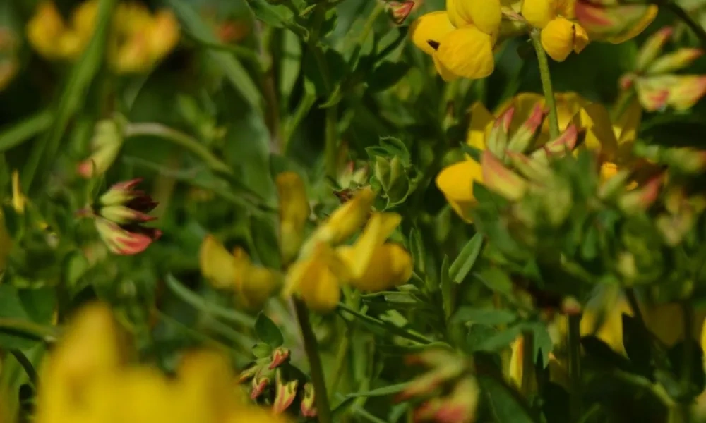 Bird's-foot trefoil_Jenni Mäkinen