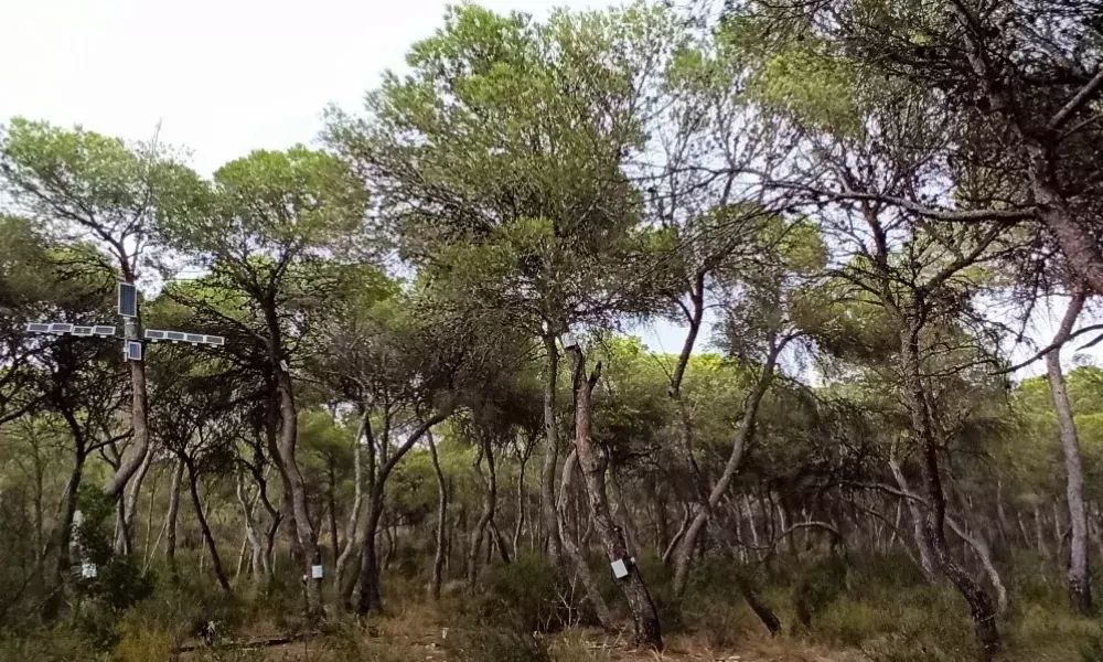 Monitored trees at La Vallesa forest