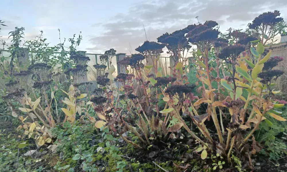 A close-up of the vegetation on a BG roof in November