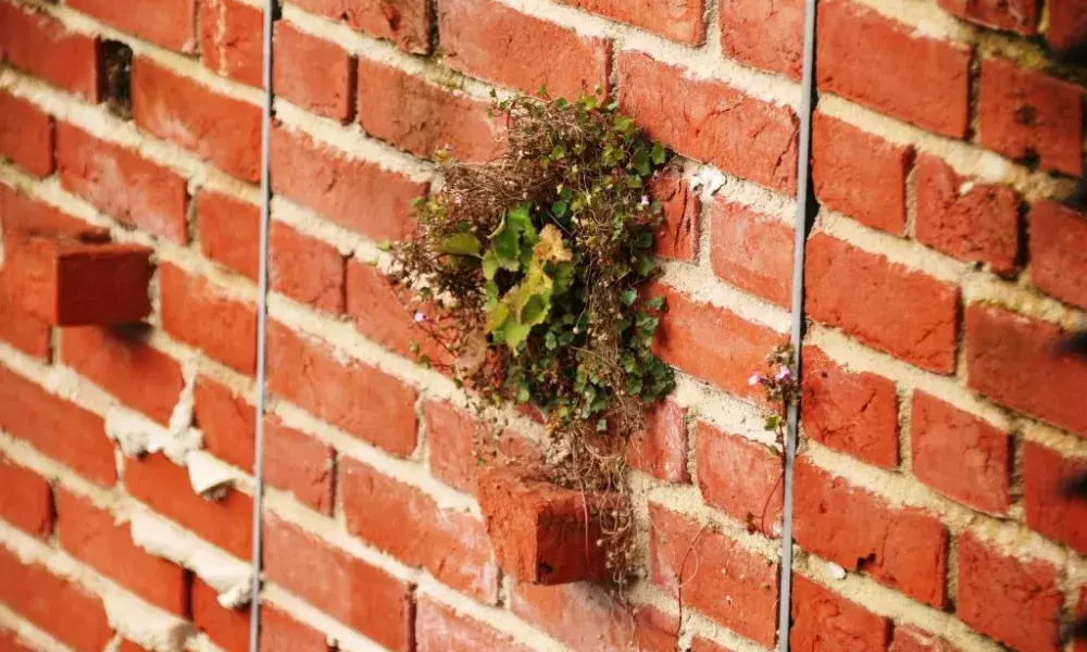 Herbaceous plants gowing in the wall of GreenQuays. Image: Birgit Georgi plants growing in wall