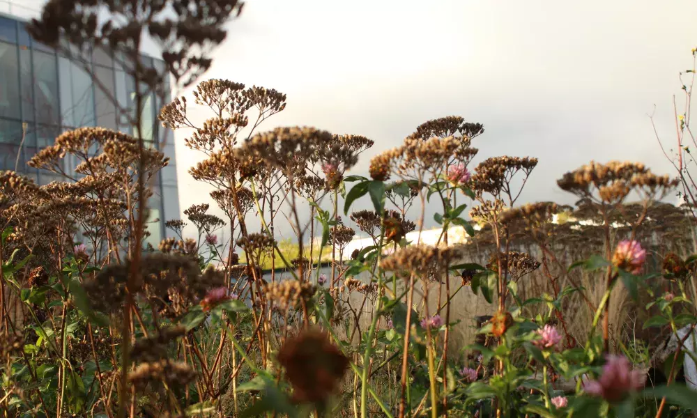 green roof