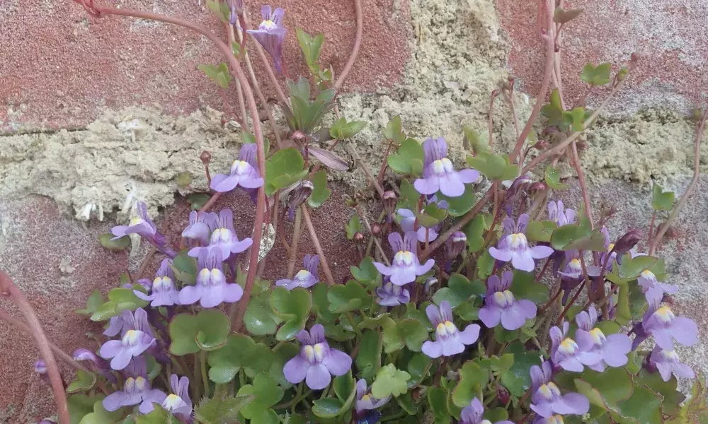 Ivy-leaved Toadflax growing in joints between bricks