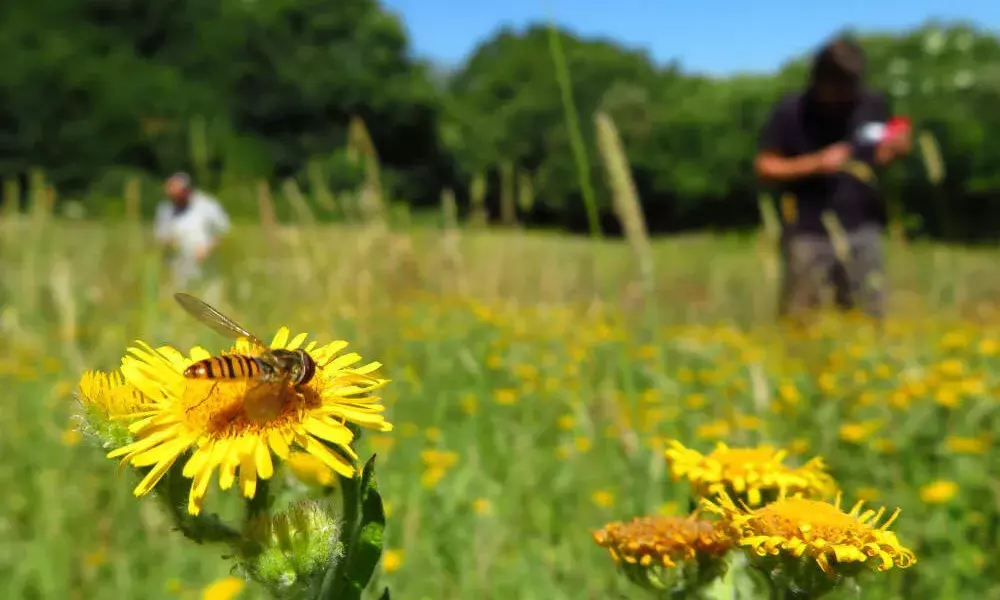 Cover Photo: bee-on-flower_credit Eva Mcgrath