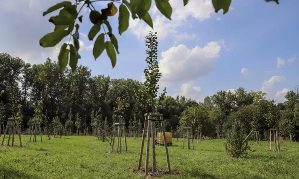 New plantation in Radvanice, Ostrava