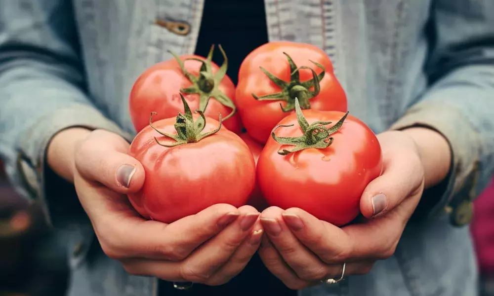 red tomatoes in the hands of a woman