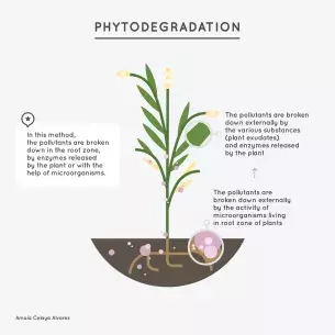 Phytodegradation - Amaya Celaya Alvarez