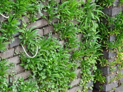 Plant grow on the drystackwall