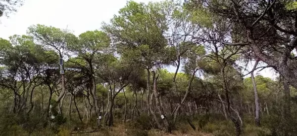 Monitored trees at La Vallesa forest