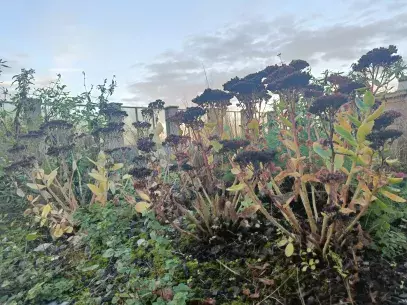 A close-up of the vegetation on a BG roof in November