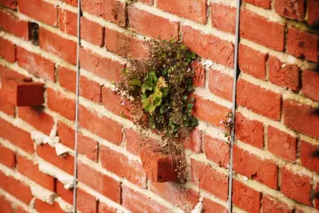 plants growing in wall