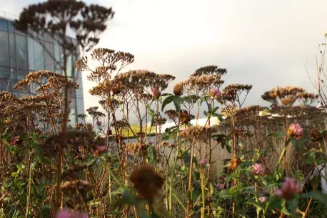 green roof