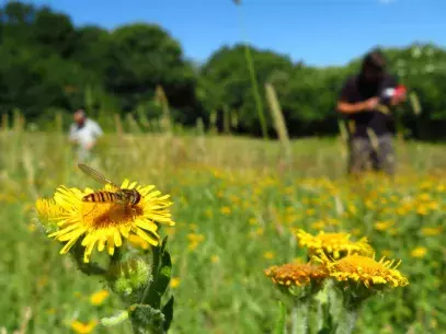 Cover Photo: bee-on-flower_credit Eva Mcgrath