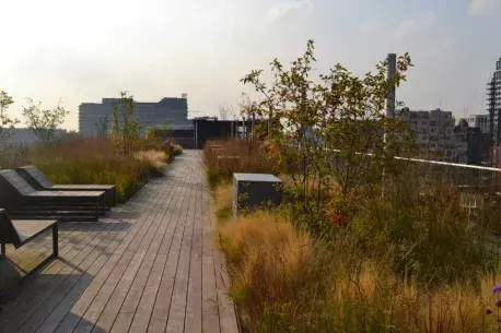 A smart blue-green roof at an office block in the Amsterdam Zuidas area (photo credits: De Dakdokters)