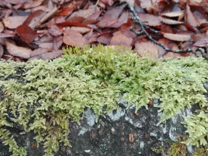 Mosses