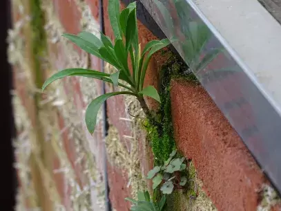 Plantgrowth in a wall in special mortar. 