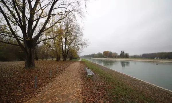 urban forest restauration