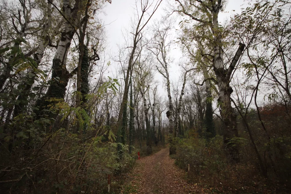 a path within the forest with trees on both sides