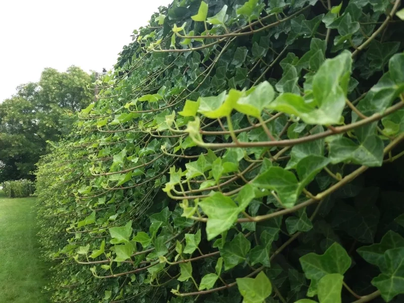 A plant wall of green.