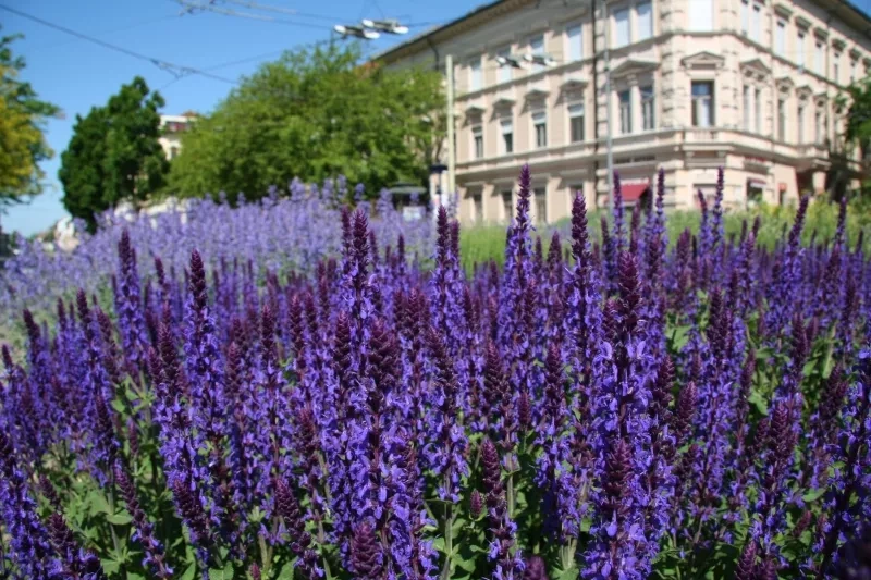 A view of flowers in a public urban space in Szeged