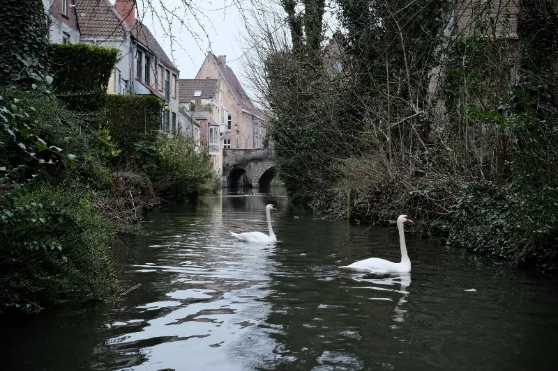 Swans leading the way... to climate robustness? Photo by Johannes Riegler.