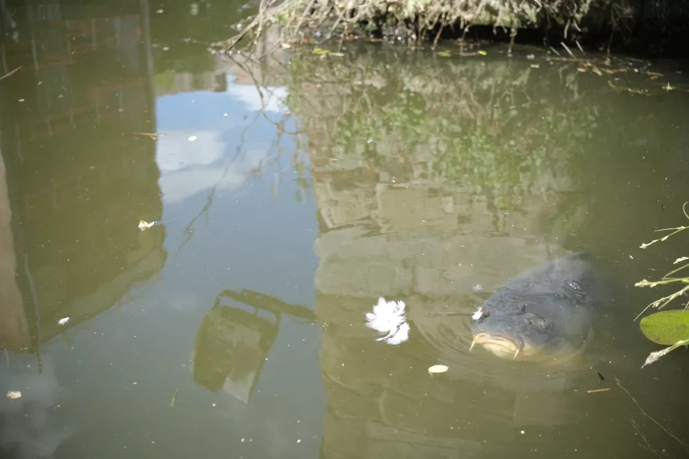 a carp fish swimming in the binnendijle