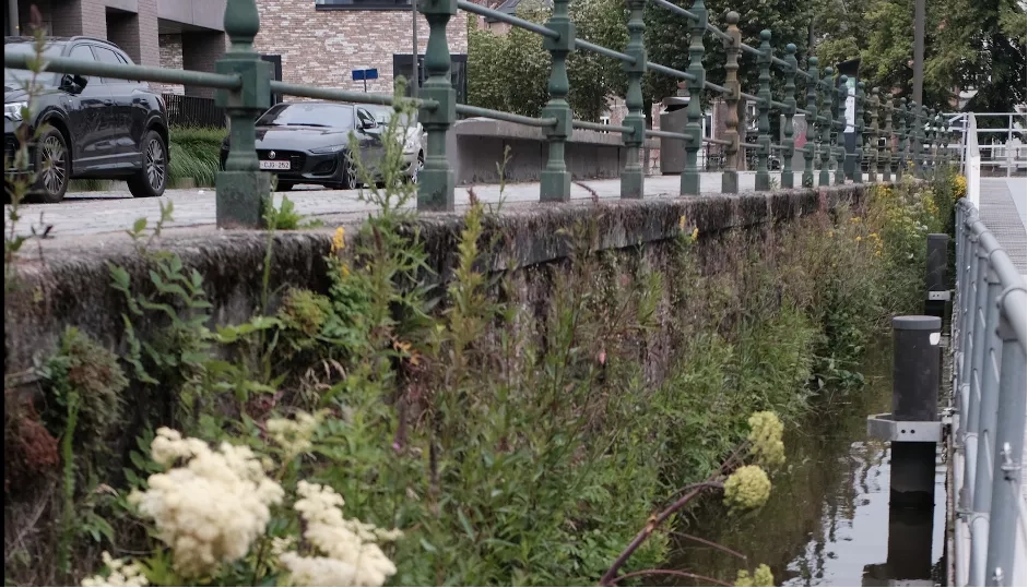 Plants growing on the quay walls of the Binnendijle in Mechelen