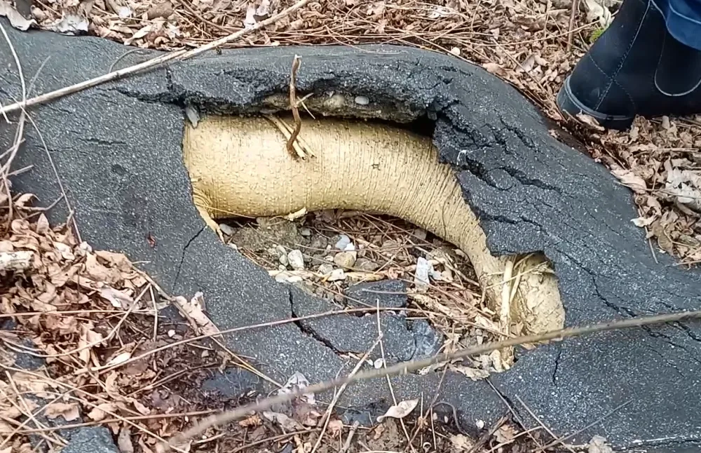 Roots breaking asphalt at La Goccia