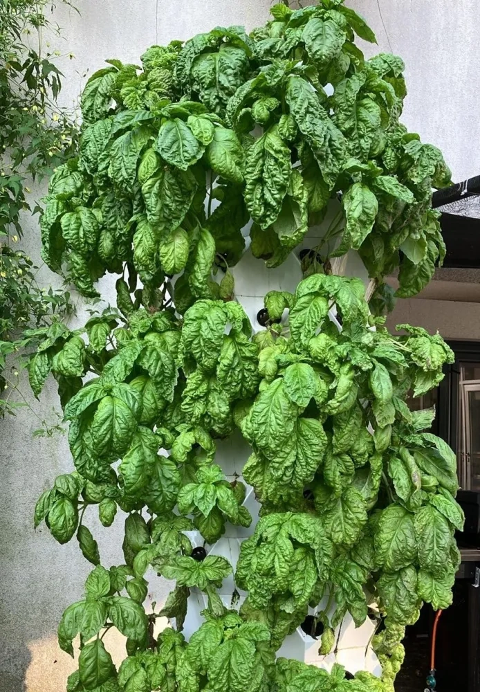 Prototype of the hydroponic towers to be deployed across Bistrița