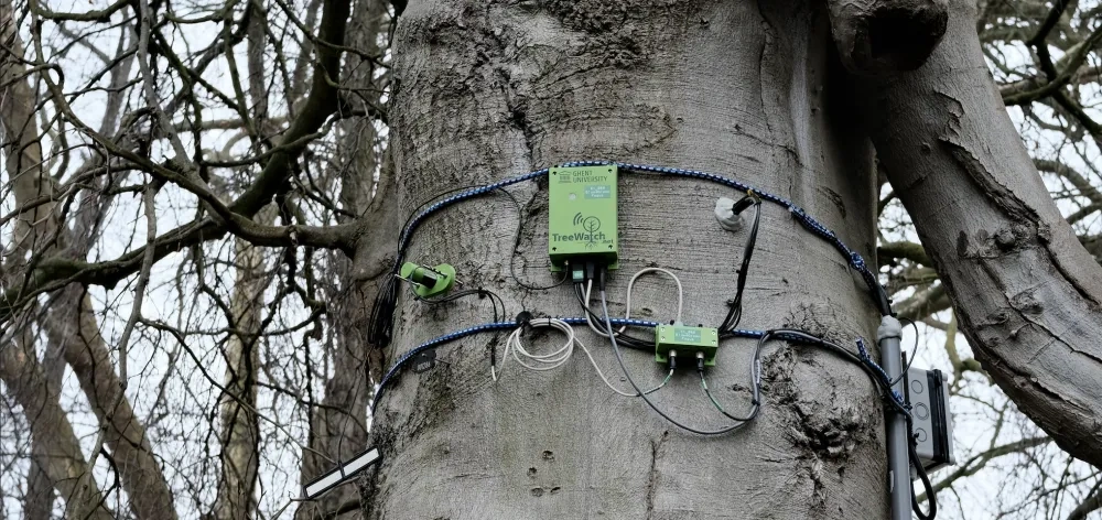 How to understand a tree? By adding a sensor. Photo: Johannes Riegler